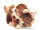 Cornelissen - Kuscheltier - Dino - Triceratops - 28 cm
