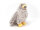 Cornelissen - Kuscheltier - Steinadler - 19 cm