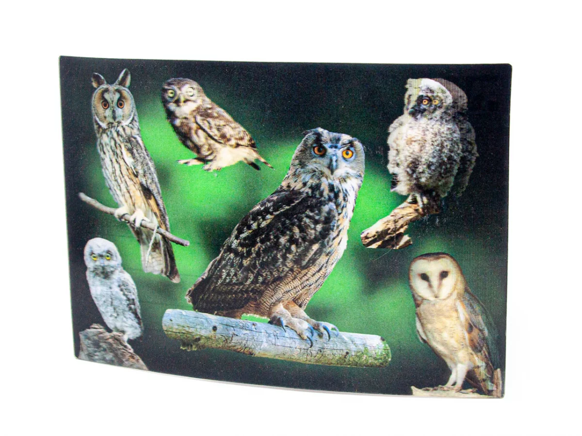 3D Postkarte Eulen