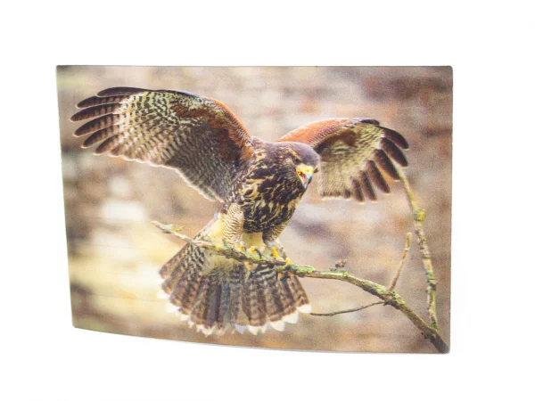 3D Postkarte Wüstenbussard