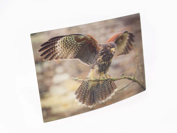 3D Postkarte Wüstenbussard