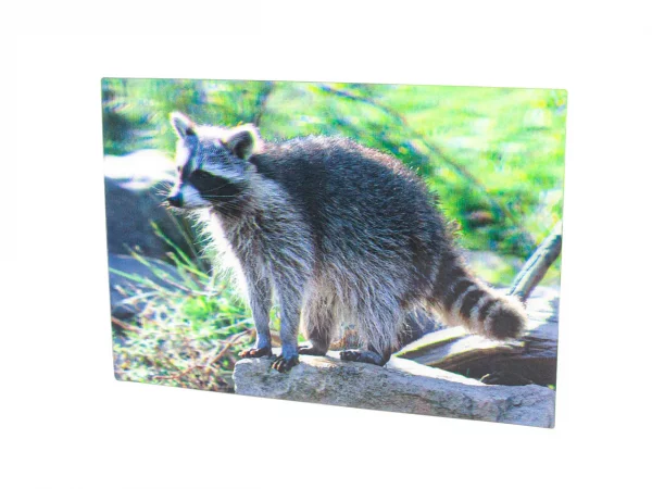 3D Postkarte Waschbär