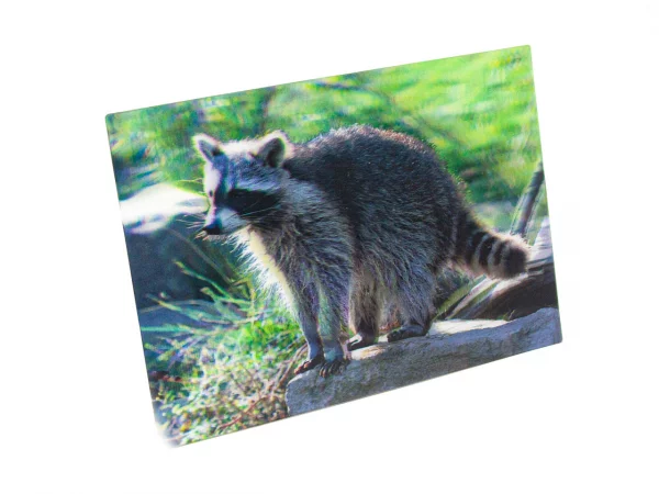 3D Postkarte Waschbär