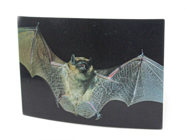 3D Postkarte Fledermaus