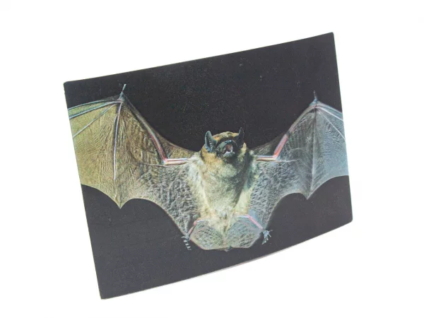 3D Postkarte Fledermaus