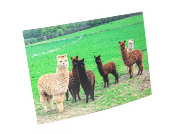 3D Postkarte Alpakas