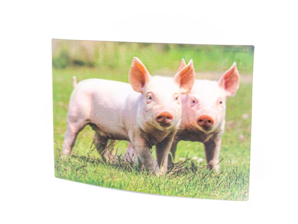 3D Postkarte Ferkel