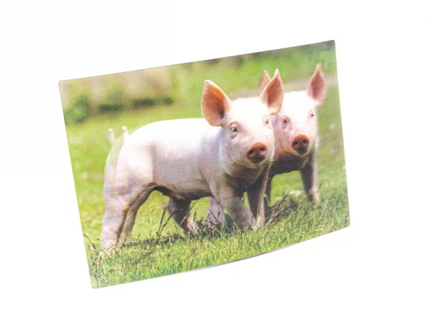 3D Postkarte Ferkel
