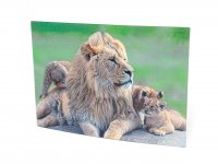 3D Postkarte Löwen Familie