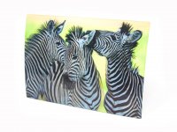 3D Postkarte Zebras