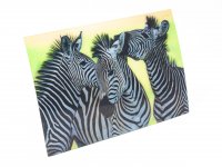 3D Postkarte Zebras