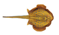 GABY fish pillows - Kissen - Blaupunktrochen - 50 cm