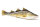 GABY fish pillows - Kissen - Dorsch - 32 cm