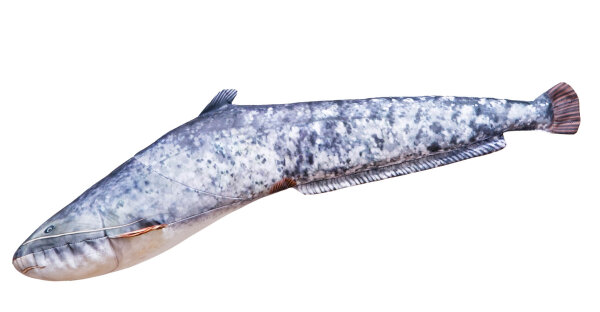GABY fish pillows - Kissen - Europäischer Wels - 62 cm