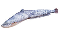 GABY fish pillows - Kissen - Europäischer Wels - 62 cm