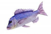 Gabyfishpillows - Kuscheltier - Zahnbrasse - 43 cm