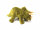 Cornelissen - Kuscheltier -  Dino Triceratops L 27 cm