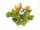Cornelissen - Kuscheltier -  Dino Stegosaurus L 34 cm