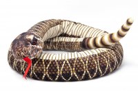 Kuscheltier - Schlange Klapperschlange mit Rassel - 145 cm lang